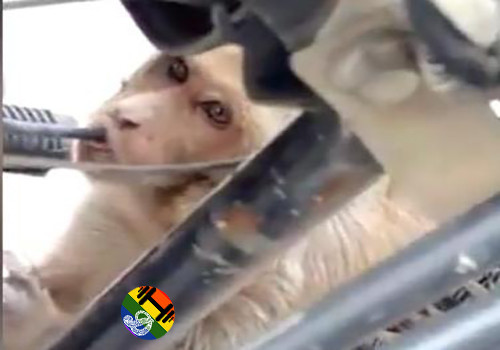 HD Macaco bebe gasolina.jpg