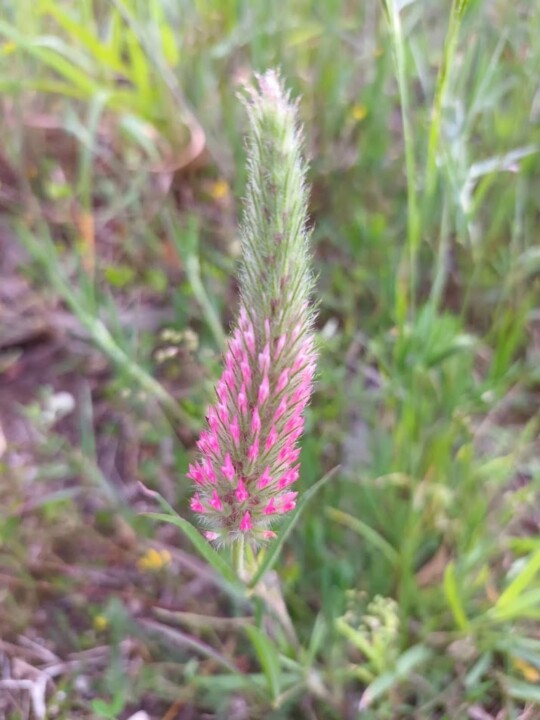 Não me canso disto floresta6.jpg