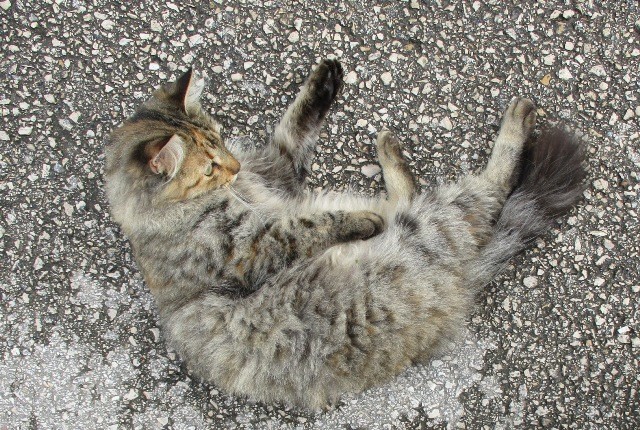 IMG_8395 - Cópia.JPG