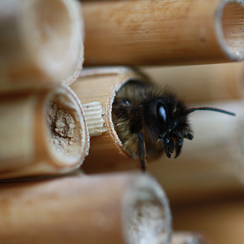 insect-using-built-habitat.jpg