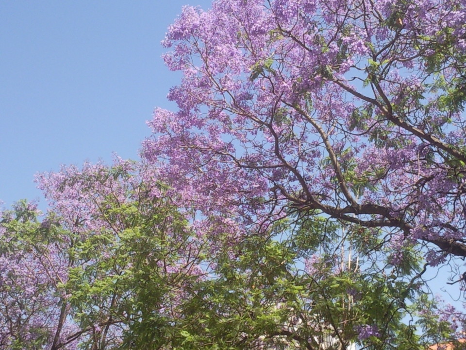 Foto original DAPL 16 / 17 Almada. Jacarandás. jpg