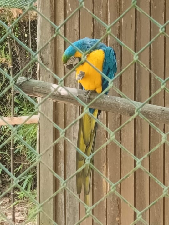 Não me canso disto_zoo1l.jpg