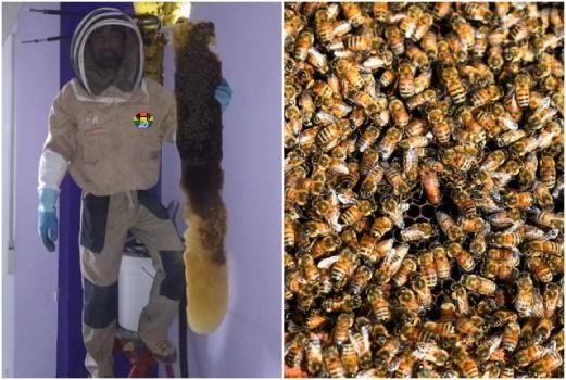 HD 80 mil abelhas encontradas dentro de uma parede