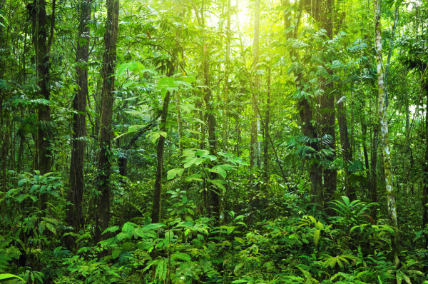 depositphotos_2362643-stock-photo-dense-forest.jpg