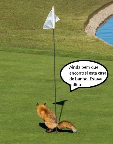 raposa.jpg