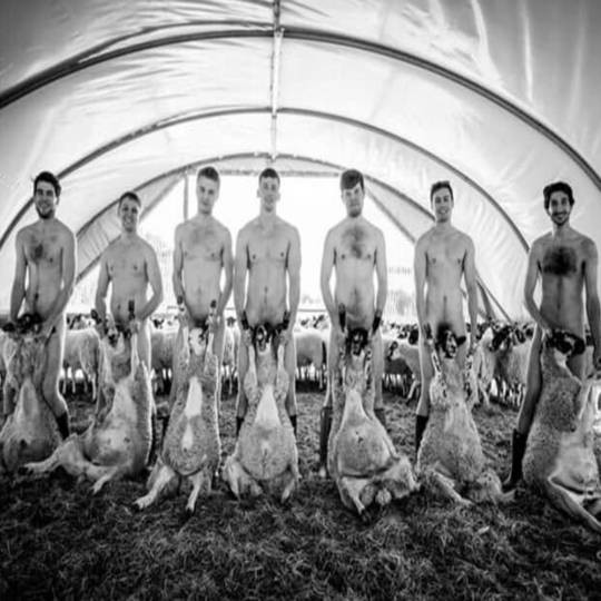 HD Sessão de fotografia de Escola Veterinária ba