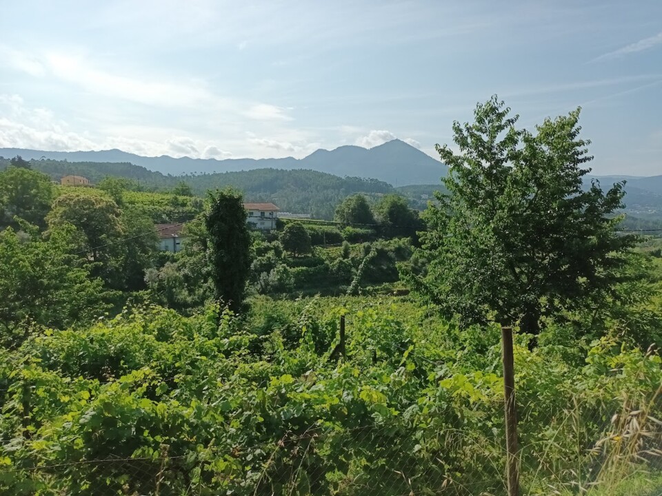 Não me canso disto_Canedo4.jpg