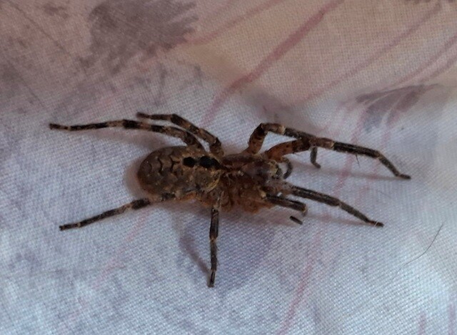 1000027136 - Cópia.jpg