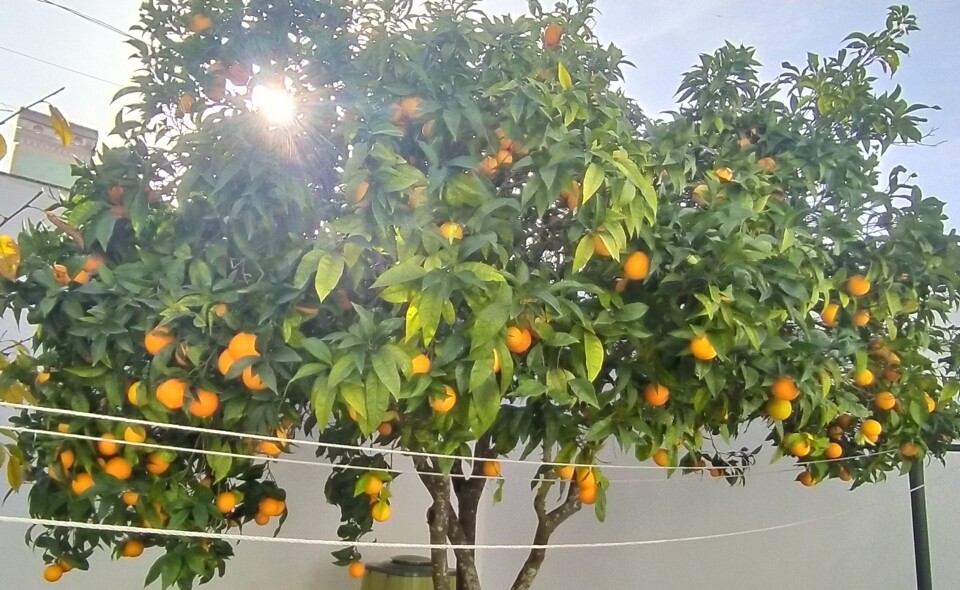 laranjas2.jpg