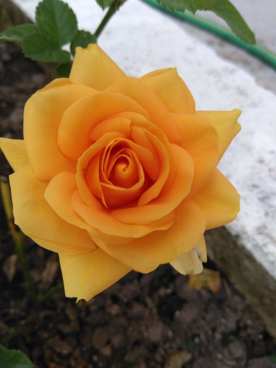 rosa.jpg