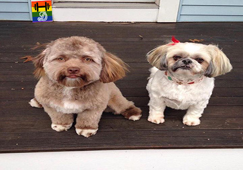 HD Yogi, o cão com cara de homem.jpg