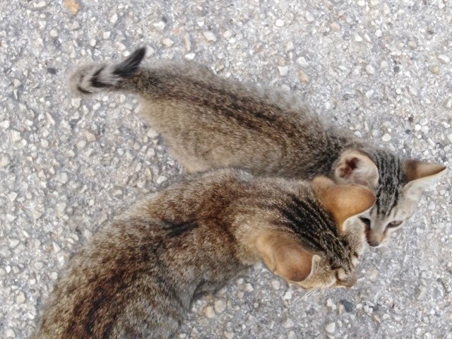 IMG_20201013_084725 cópia.jpg