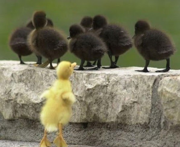 Patinhos1Diferente.jpg Patinhos1Diferente.jpg