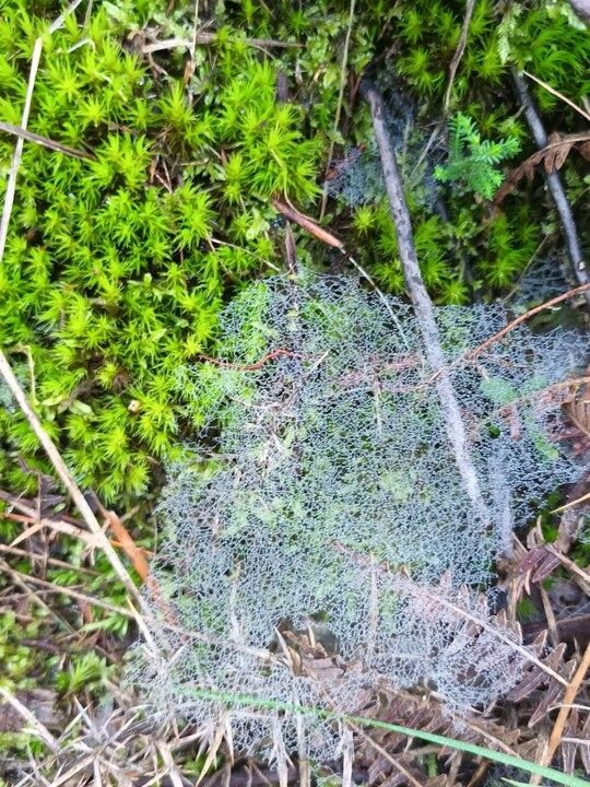 Não me canso disto teia.jpg