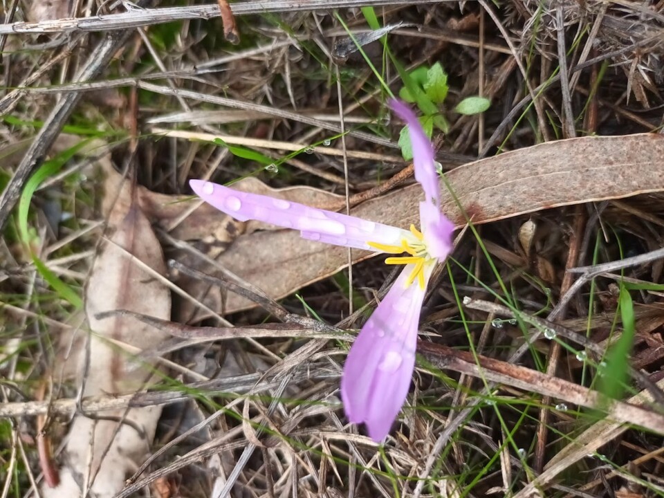 Não me canso disto outono 7.jpg