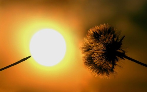 dandelion-3138851_960_720.jpg