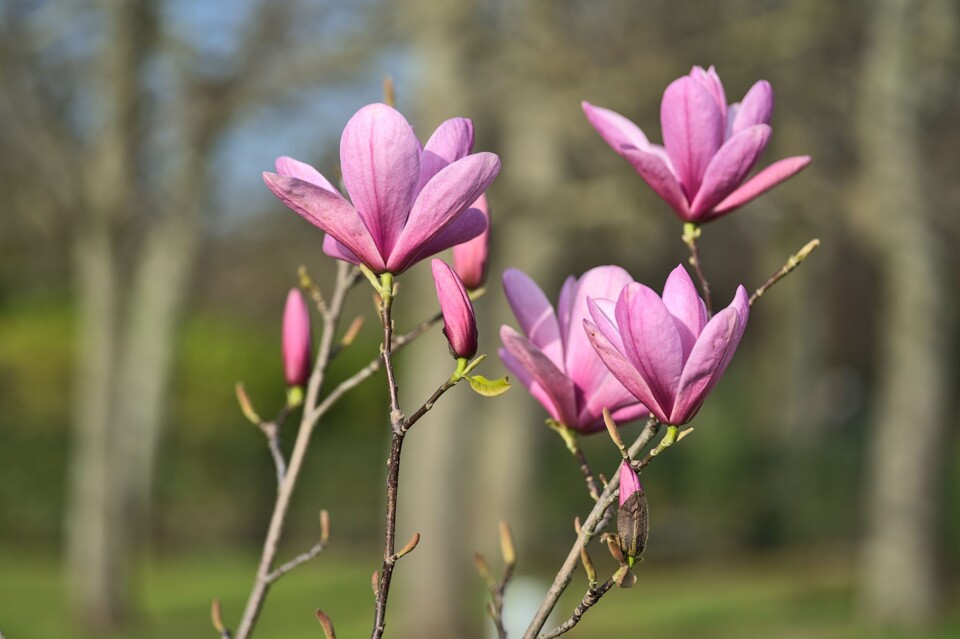 2048x1365-Magnolia-liliiflora-Nigra-SEO-GettyImage