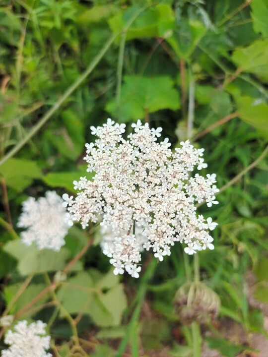 Não me canso disto flores.jpg