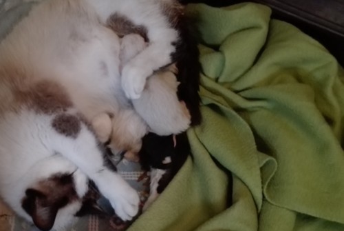 IMG_20180402_123528.jpg IMG_20180402_123528.jpg