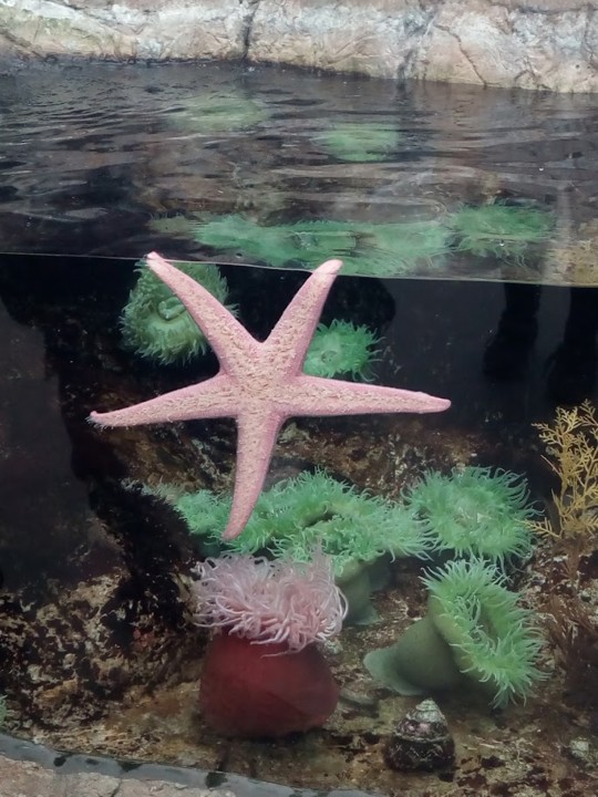 NãoMeCansoDisto_Lisboa_oceanário.jpg