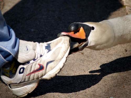 cisne9.jpg