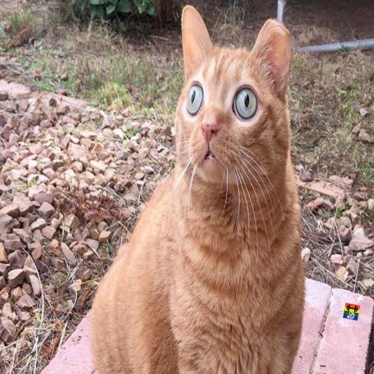 HD Gato com olhar marado_SAPO.jpg