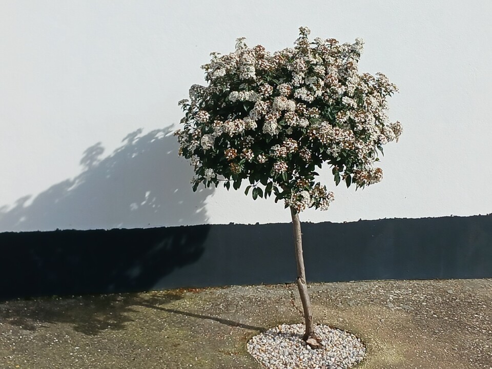 Viburnum tinus