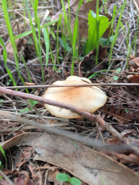 Não me canso disto outono2.jpg