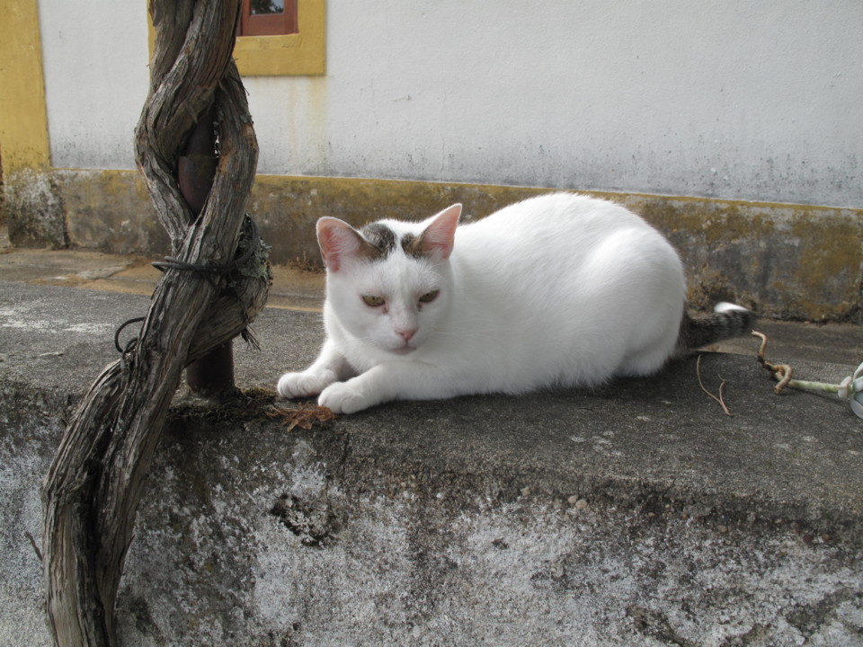 IMG_7036.JPG