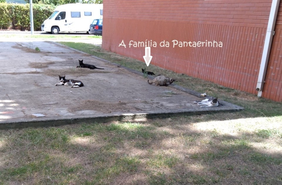 familiadapanterinha1.jpg
