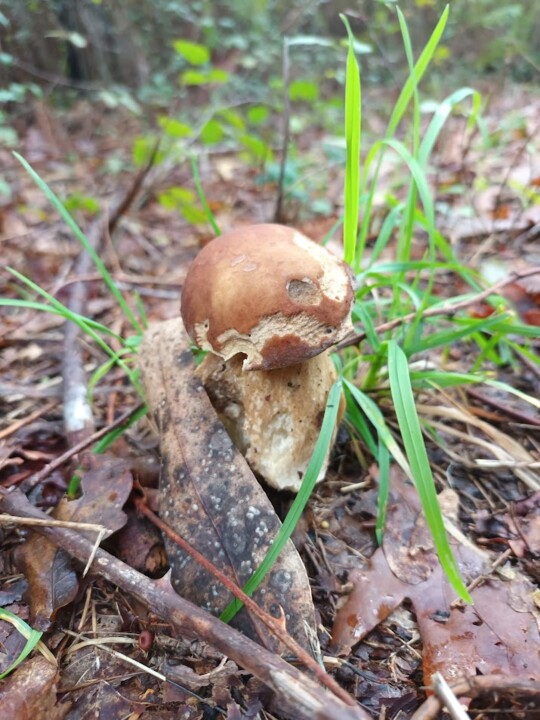 Não me canso disto Outono2.jpg