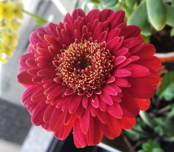 não_me_canso_disto_flores.JPG