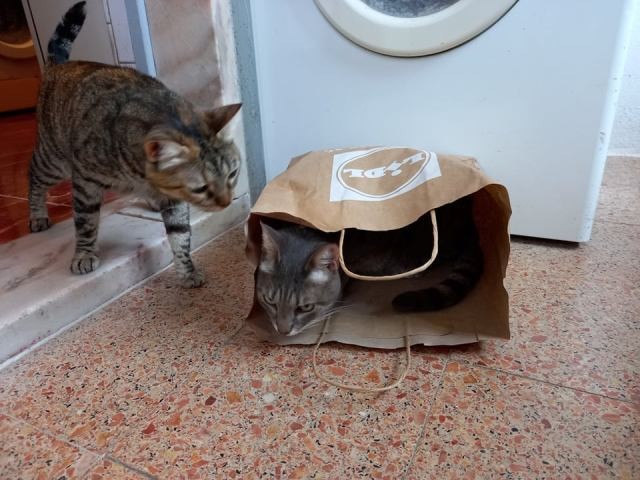 240878839_401902448214404_2551714325174012819_n.jp