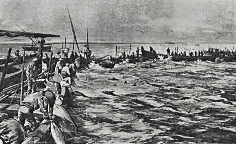 O levantar de uma armacao de atuns D Carlos de Bra