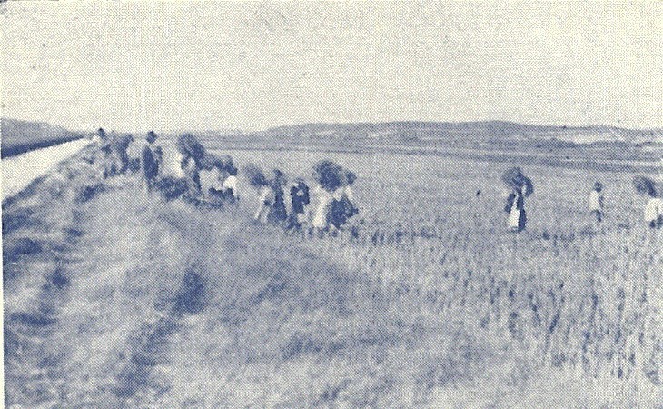 comporta - monografia 1945.jpg