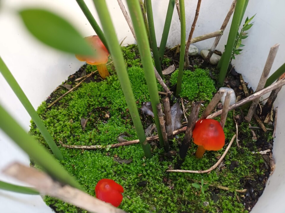 Não me canso disto cogumelos6.jpg