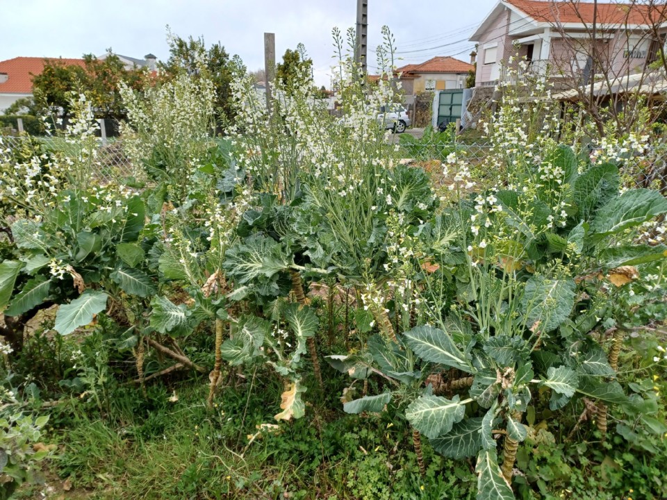 274476939_975274039772265_4070629331262372021_n.jp