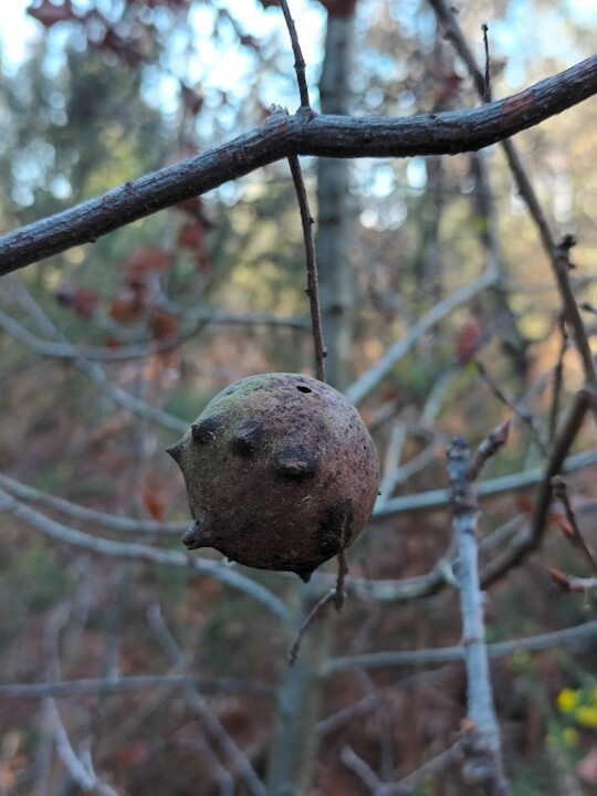 Não me canso disto inverno 4.jpg