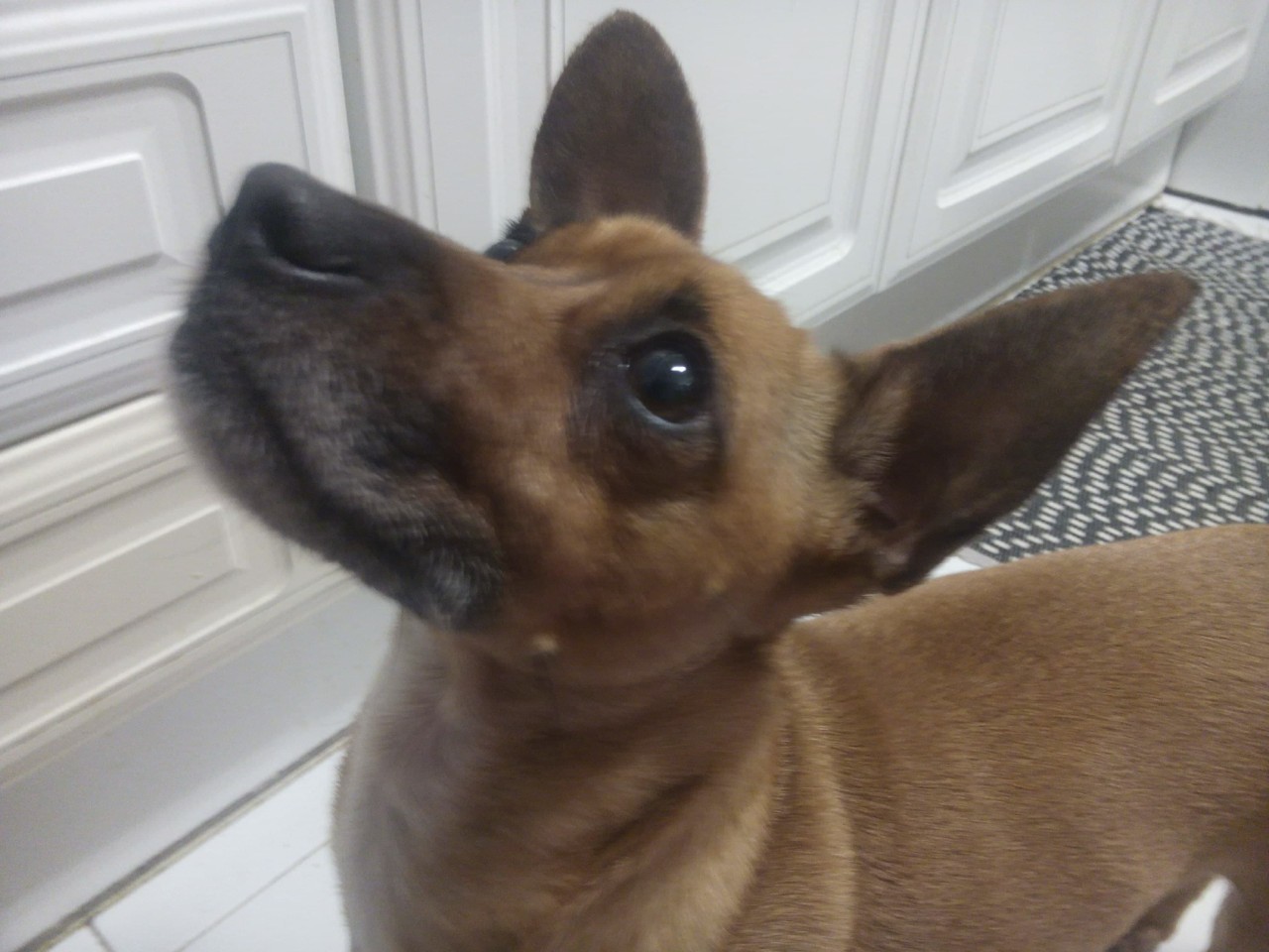 ginjolão.jpg ginjolão.jpg