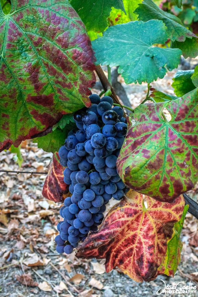 QUINTA DA PACHECA DOURO LAMEGO (24).jpg QUINTA DA PACHECA DOURO LAMEGO (24).jpg