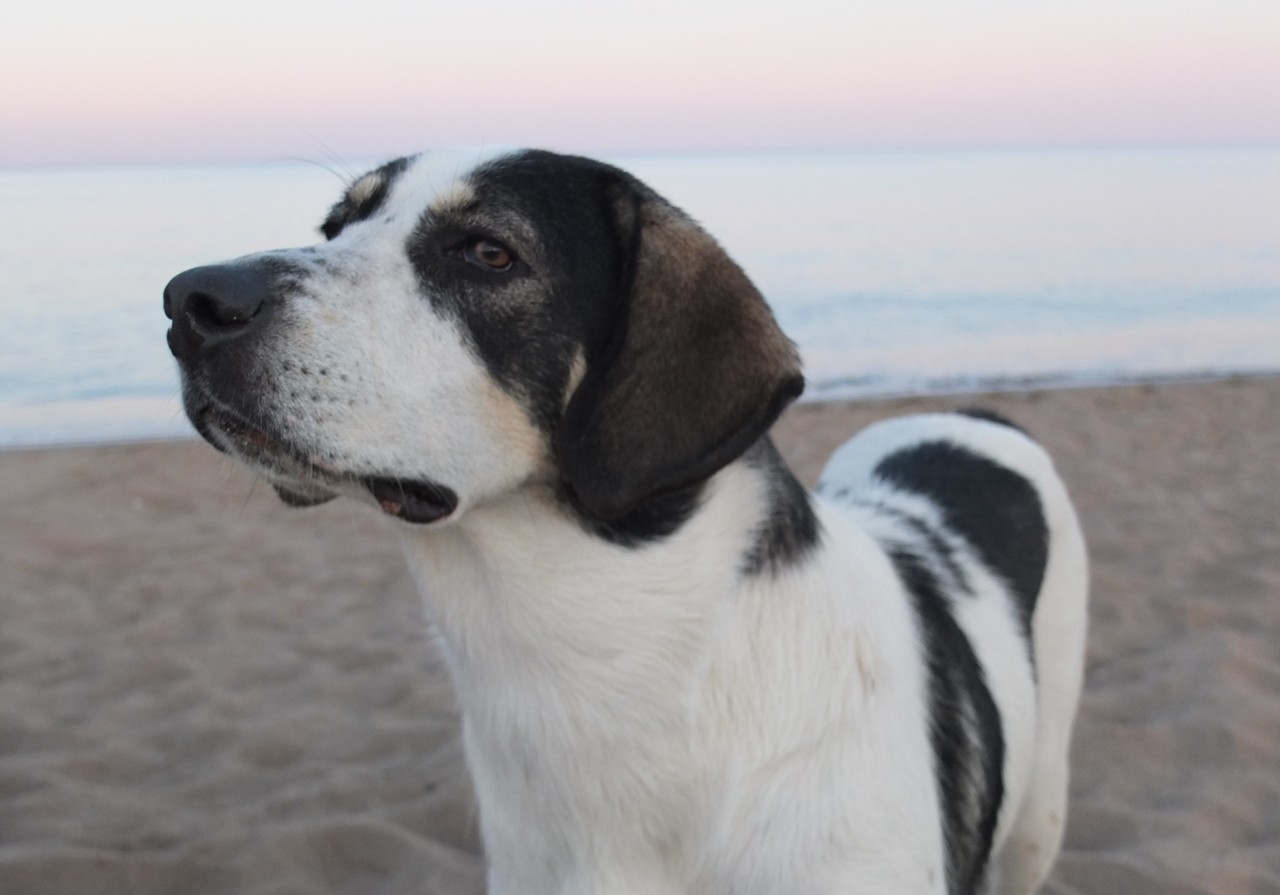cão-peloponnese.JPG