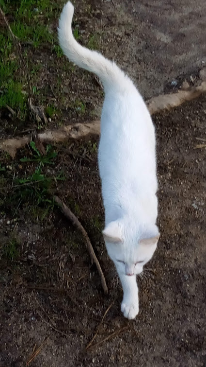 Nao_me_canso_disto_gato_companheiro1.jpg