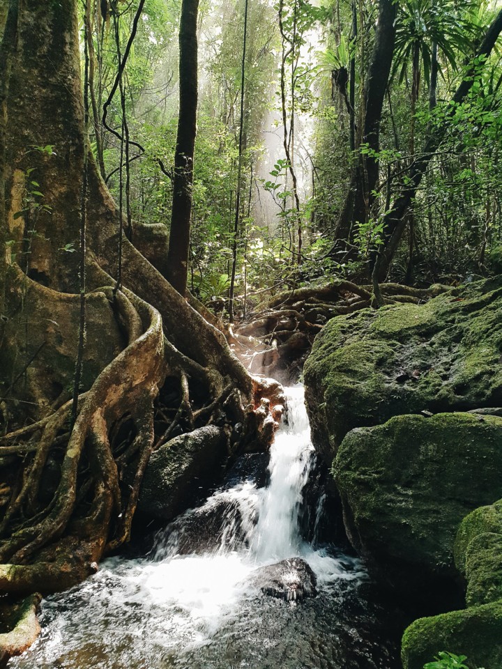 masoala-trekking.jpg masoala-trekking.jpg
