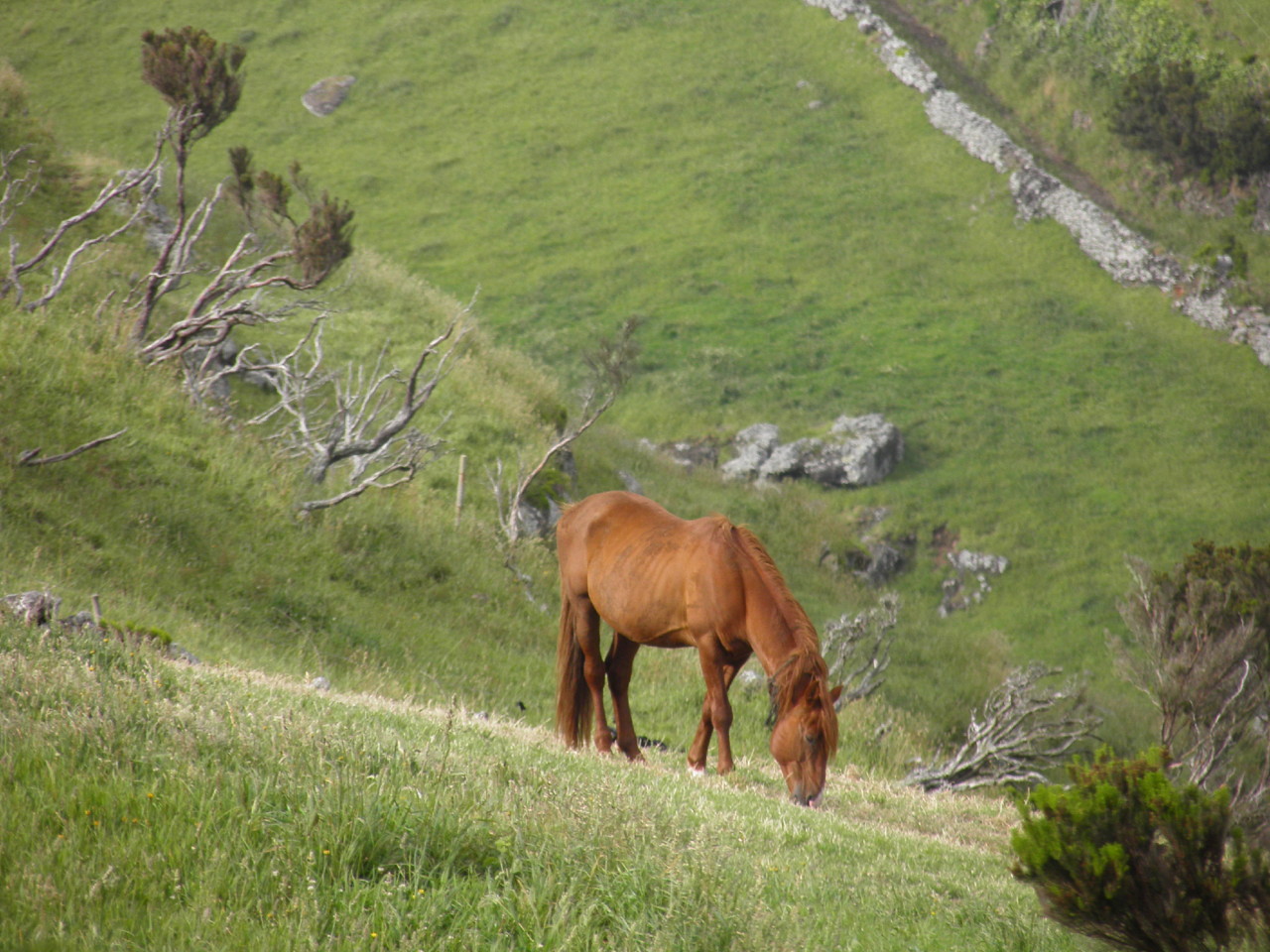 Ponta do Albarnaz, Flores (10).JPG Ponta do Albarnaz, Flores (10).JPG