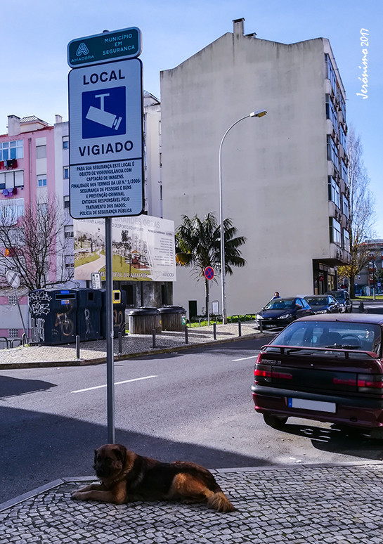 cao policia M.jpg