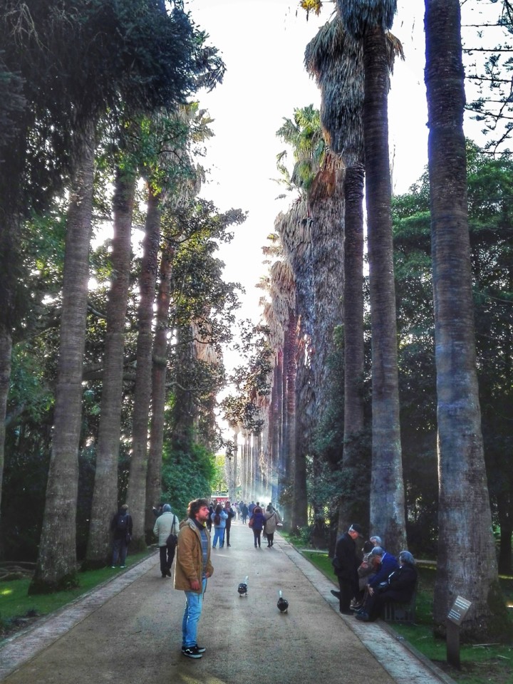 jardim tropical belem (1).jpg
