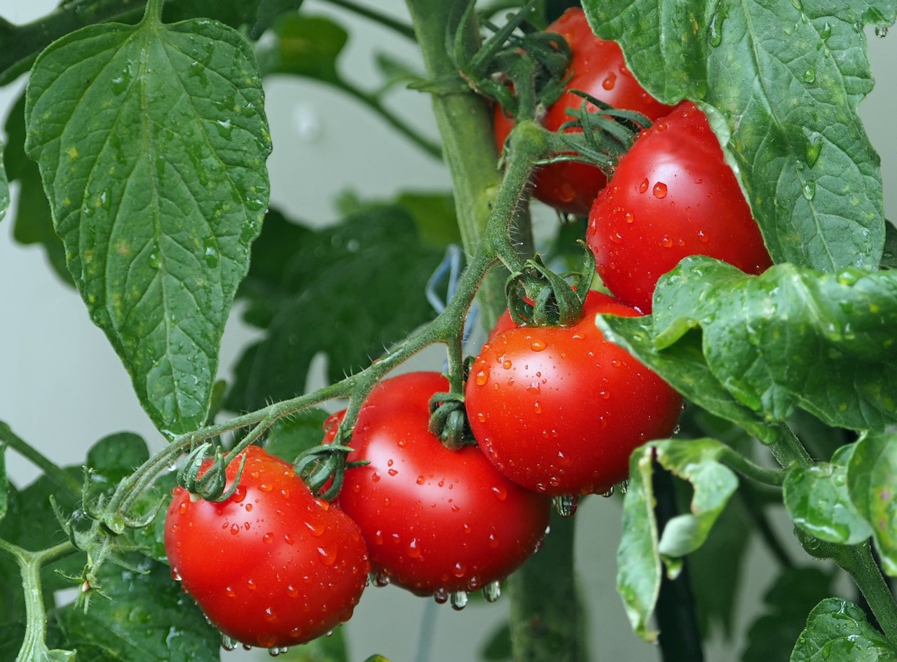 tomatoes-1561565_1920.jpg tomatoes-1561565_1920.jpg