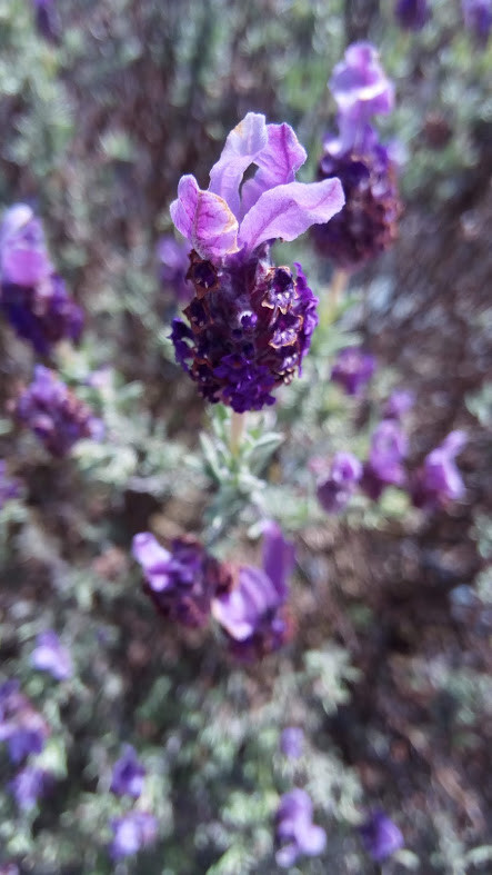 Nao_me_canso_disto_flores5.jpg Nao_me_canso_disto_flores5.jpg