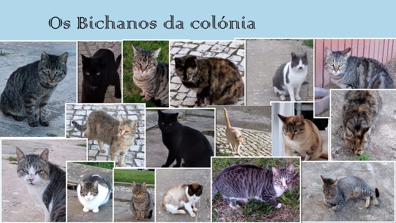 meninos da colonia.jpg