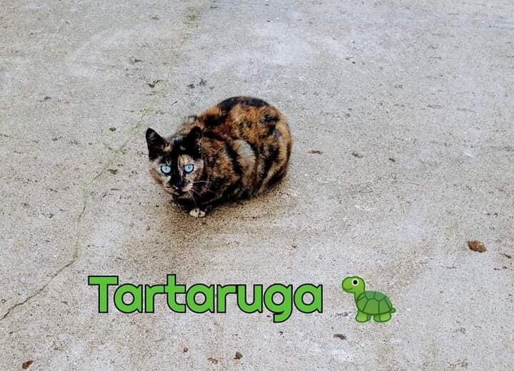 321025547_1529862230849708_5520618499943680786_n.j